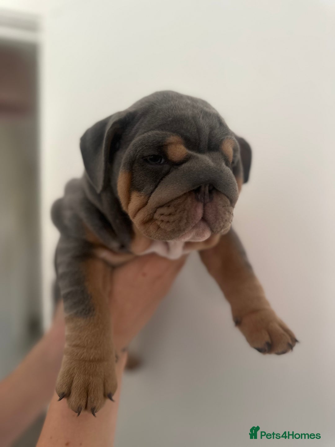 English Bulldog dogs for sale: Stunning KC Registered English Bulldog Puppies - Image 18