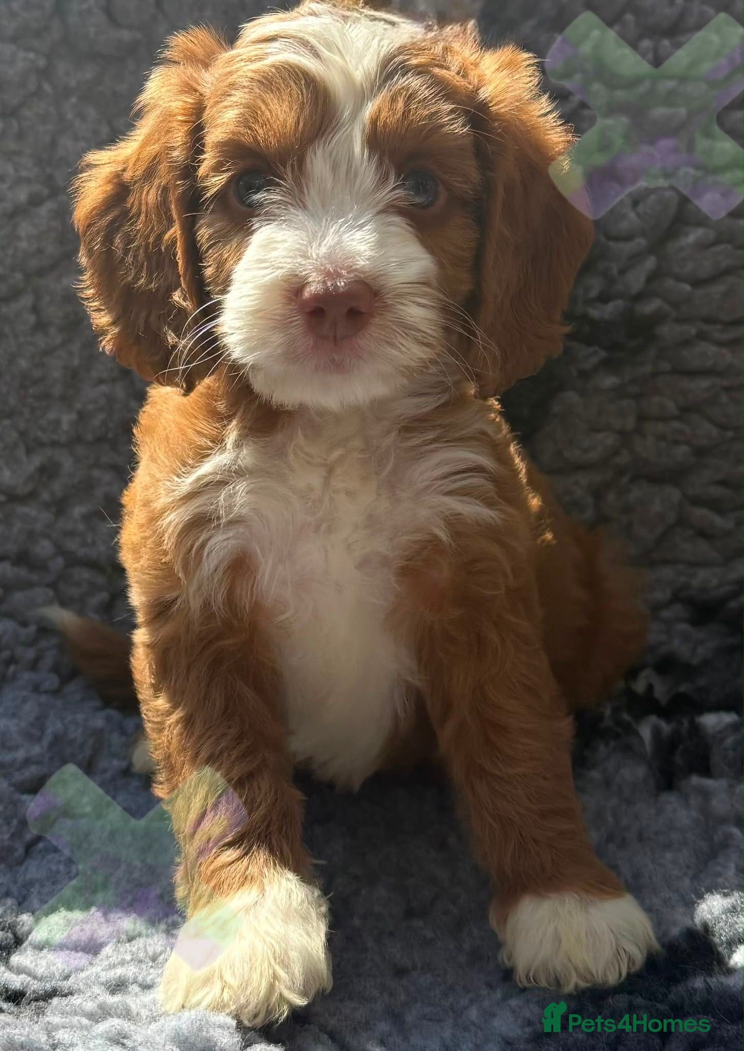 Cockapoo dogs F1 Apricots and fox reds mini cockapoos 30 dna clr - Advert 2