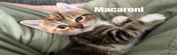 Domestic Shorthair cats for sale: Beautiful, friendly mixed calico tabby kittens in Droitwich - Advert 8