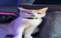 Mixed Breed cats for sale: Ragdoll cross kittens  - Image 5