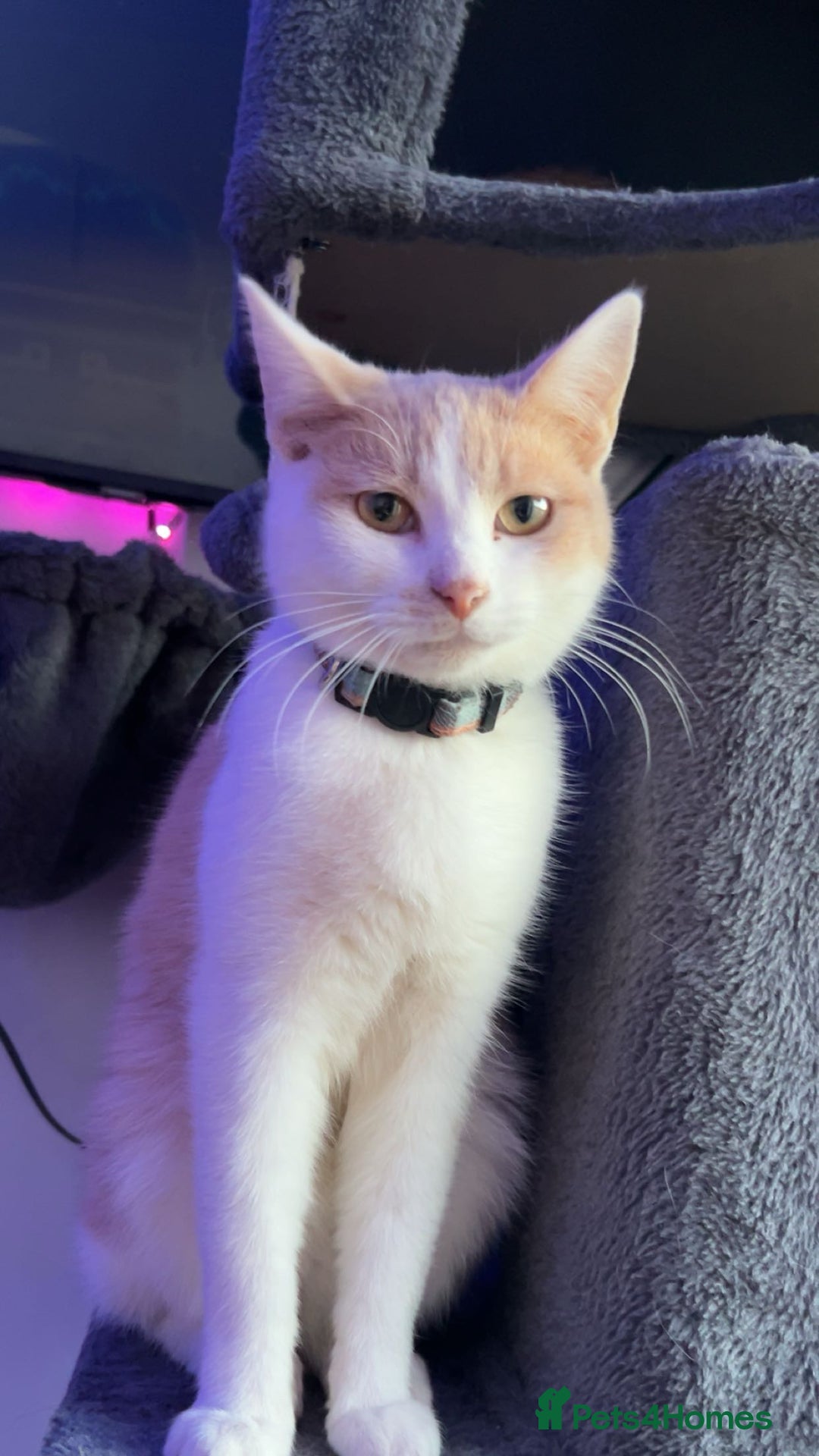 Mixed Breed cats for sale: Ragdoll cross kittens  - Image 5