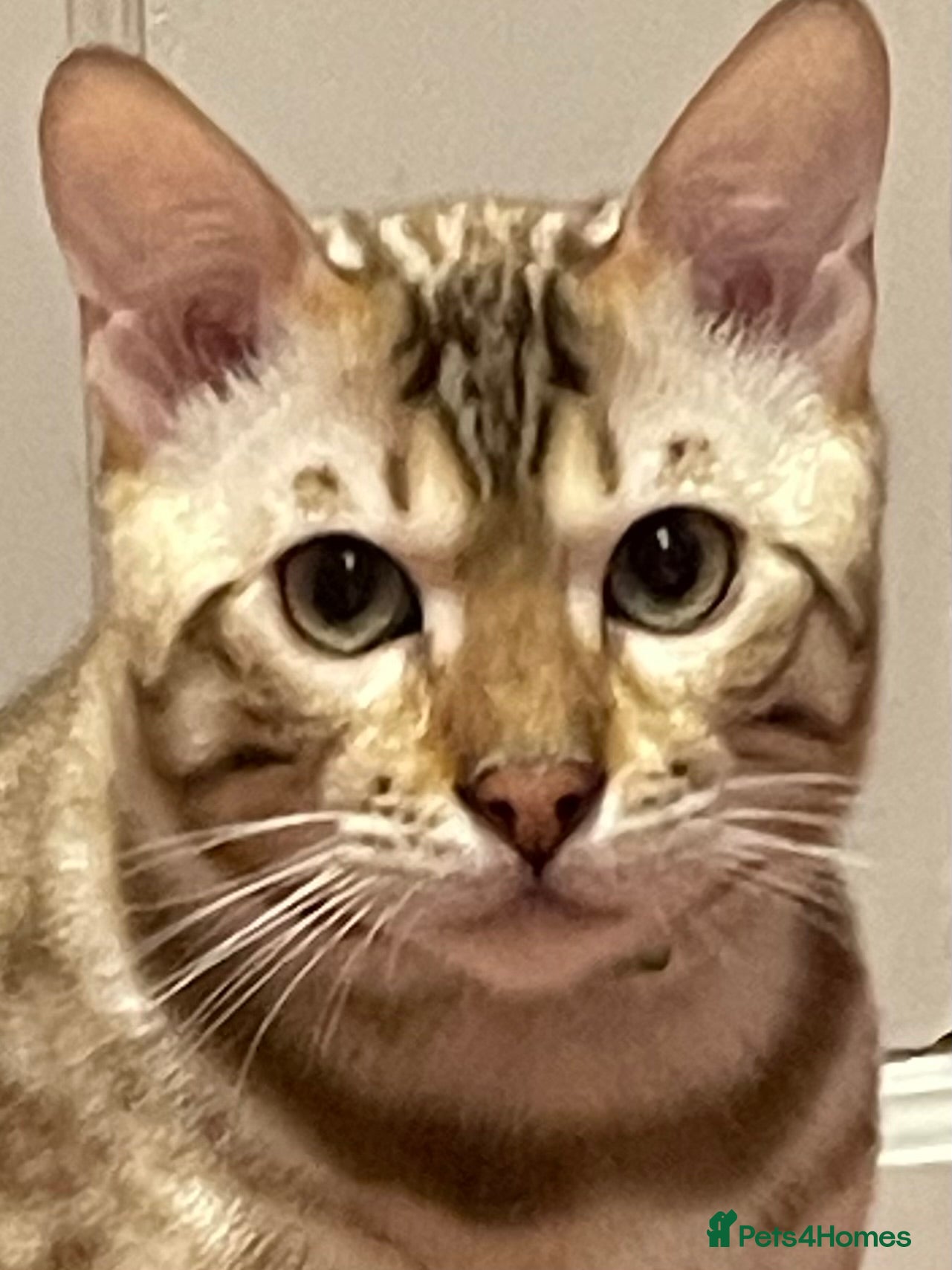 Bengal cats Outstanding pedigree Bengals - Advert 1