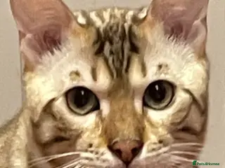 Bengal cats Outstanding pedigree Bengals - Advert 3