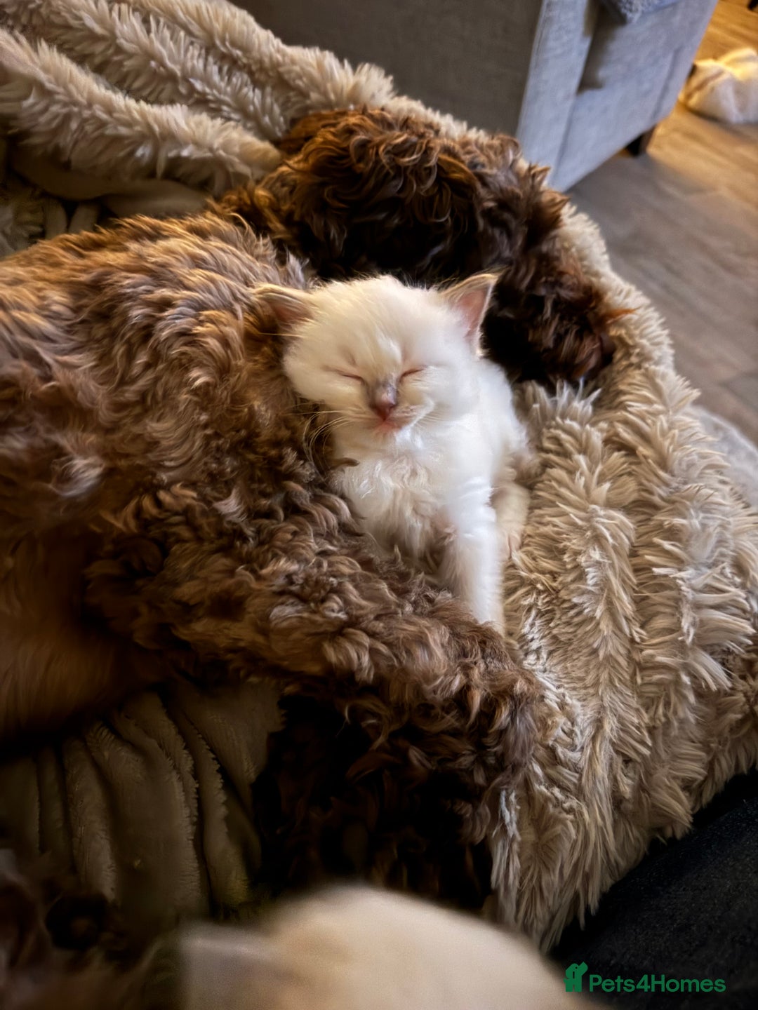 Ragdoll cats for sale: Absolutely Stunning litter of pure Ragdoll kittens - Advert 23