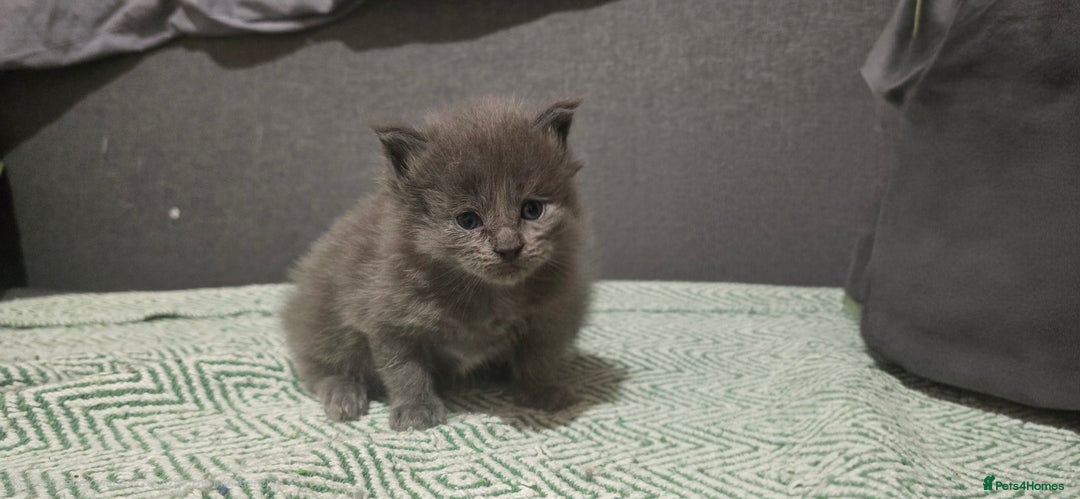 Maine Coon cats for sale: Maine Coon Kittens Booking  - Advert 10