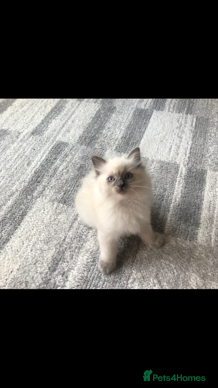 Ragdoll Kitten 2
