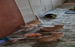 Burmese cats for sale: A fantastic litter of 7 Burmese babies  - Image 26