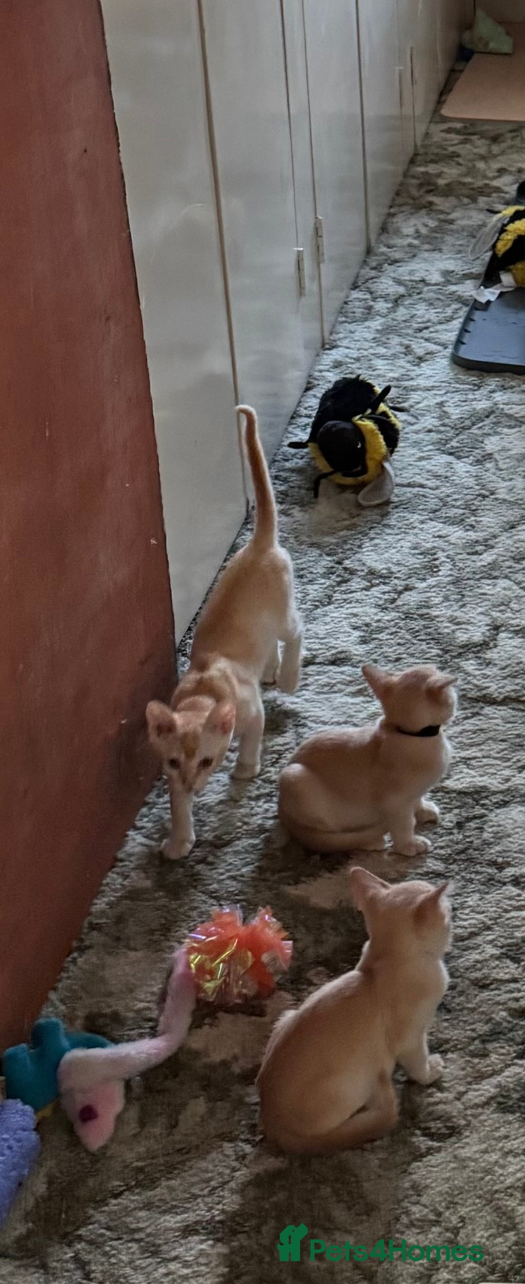 Burmese cats for sale: A fantastic litter of 7 Burmese babies  - Image 26
