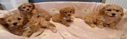 Cavapoochon dogs for sale: Gorgeous Cavapoochon Puppies for sale! - Advert 7