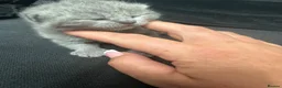 British Shorthair cats for sale: 4 beautiful bsh chunky kittens for sale  in Waltham Cross - Advert 3