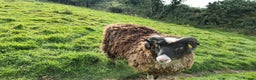 Sheep livestock for sale: Shetland Ram and Soay Ewe - Advert 2