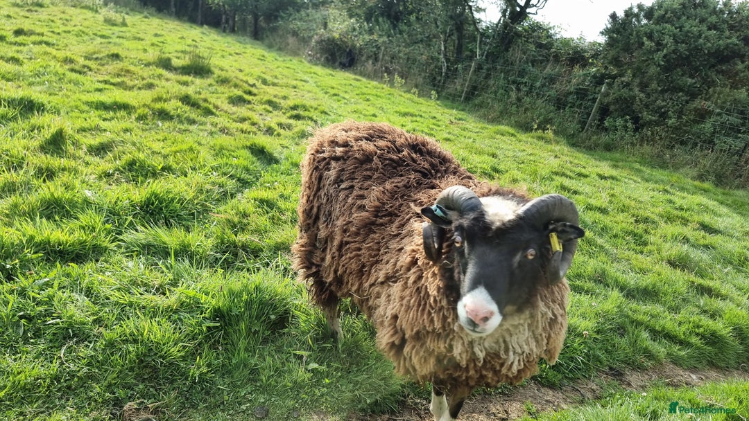 Sheep livestock for sale: Shetland Ram and Soay Ewe - Image 2