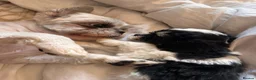 Mixed Breed dogs for sale: Shihpoo - Advert 33