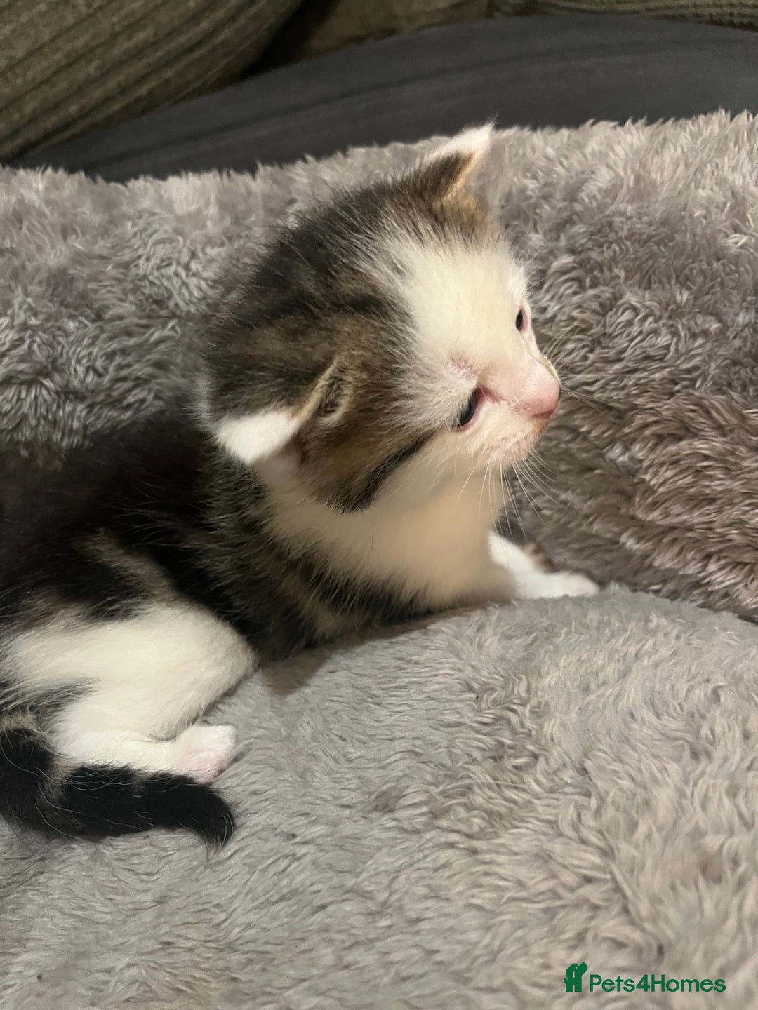 Mixed Breed cats for sale: 4 kitty’s searching for their 4ever home  - Advert 8