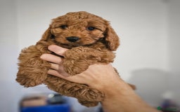 Cavapoo dogs for sale: Adorable F1B Cavapoo girl - teddy bear for sale  - Image 12