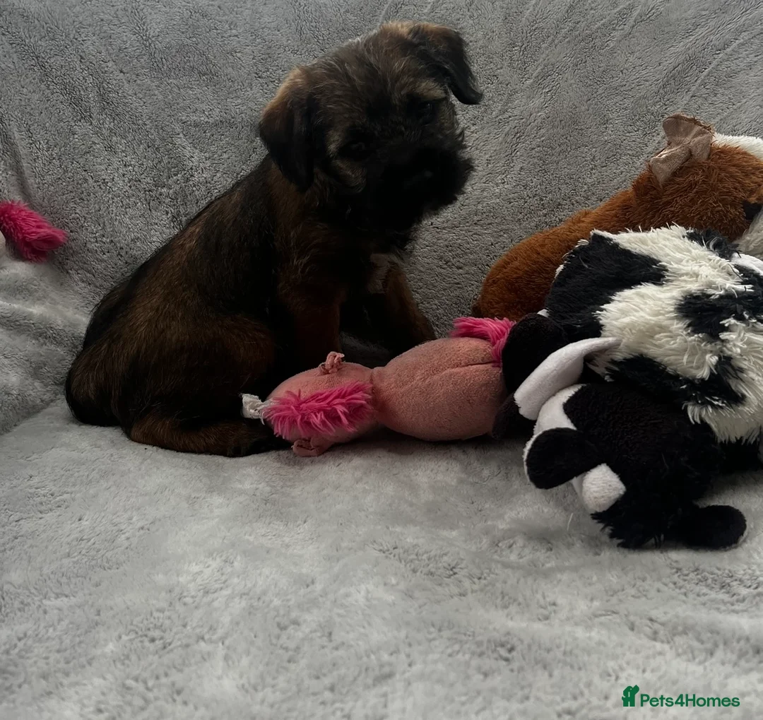 Border Terrier dogs for sale: PEDIGREE BORDER TERRIER PUPPIES - Advert 2