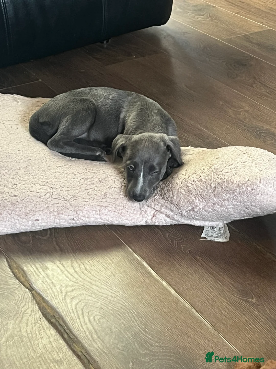 Lurcher dogs for sale: Bedlington Whippet pups for sale - Advert 6