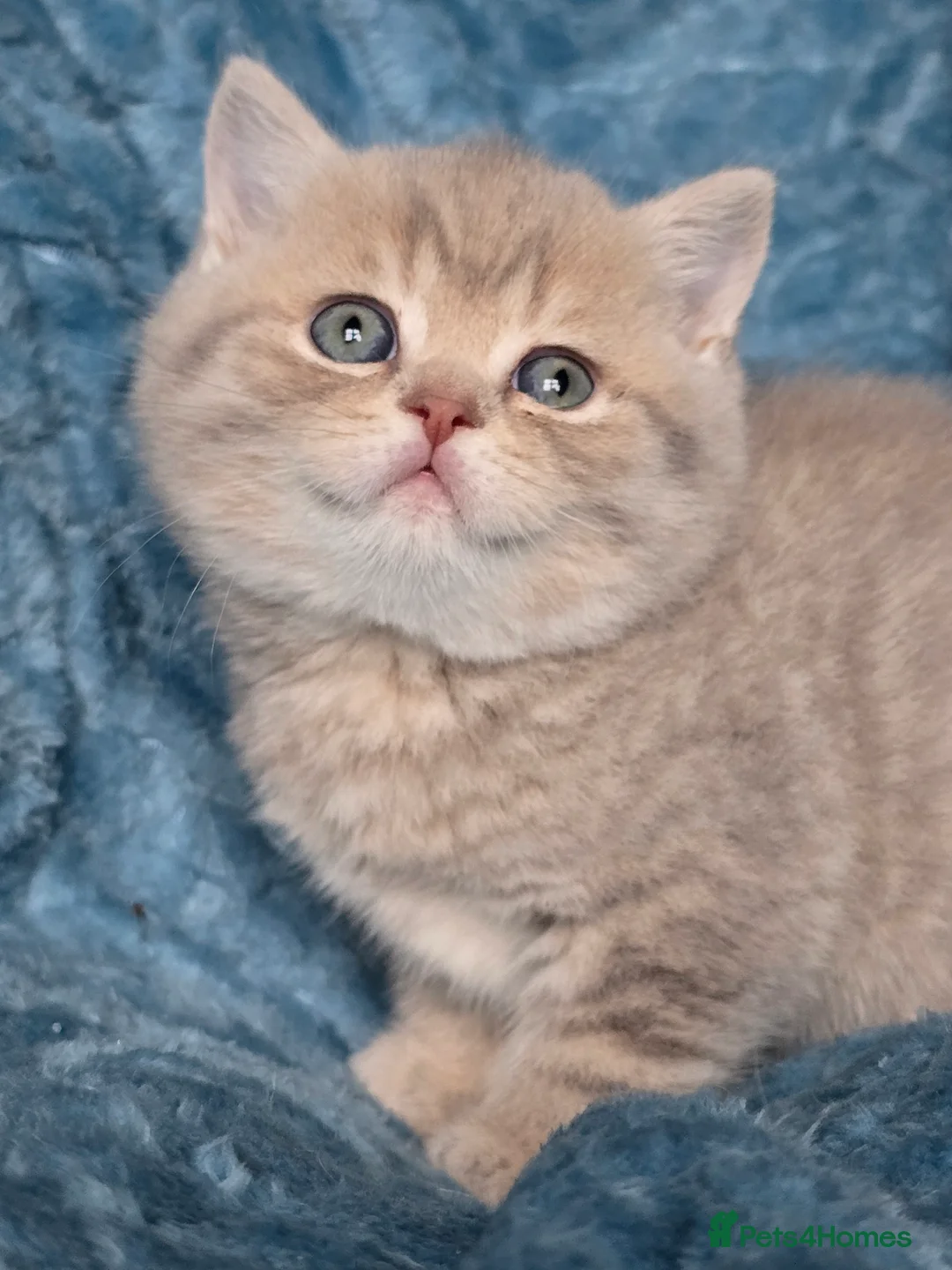 British Shorthair cats for sale: TICA registered British shorthair kittens - Advert 34