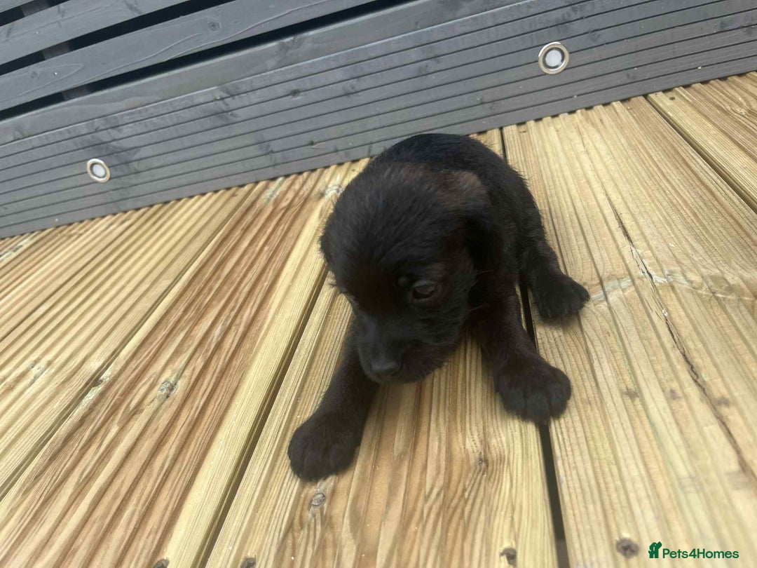Mixed Breed dogs for sale: Stunning jackapoo x cocapoo puppies - Image 26