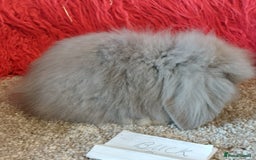 Mini Lop rabbits for sale: Minilops/mini lionlops available  - Image 10
