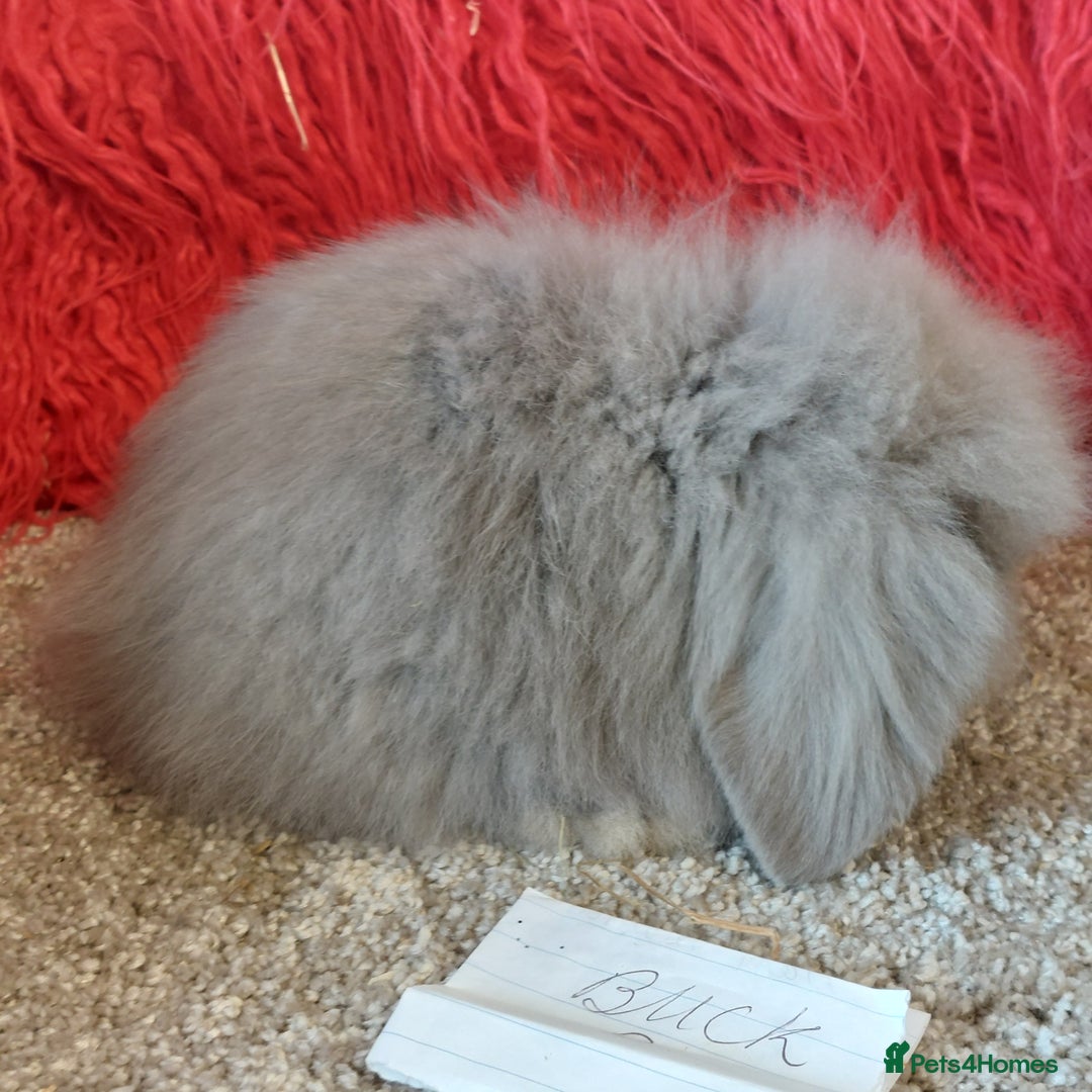 Mini Lop rabbits for sale: Minilops/mini lionlops available  - Image 10