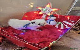 Ragdoll cats for sale: 8 beautiful ragdolls ready for Christmas 🎁 - Advert 2