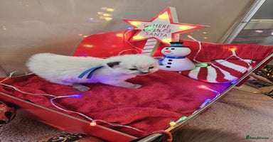 Ragdoll cats 8 beautiful ragdolls ready for Christmas 🎁 - Advert 7