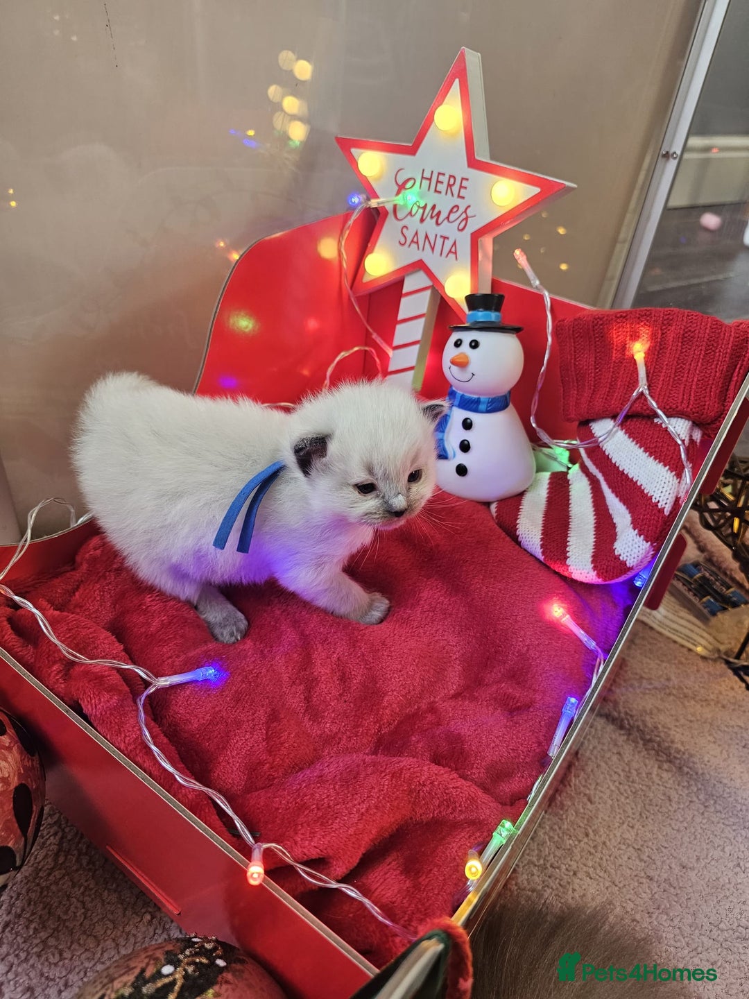 Ragdoll cats for sale: 8 beautiful ragdolls ready for Christmas 🎁 - Advert 2