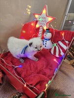 Ragdoll cats 8 beautiful ragdolls ready for ** 🎁 - Advert 6