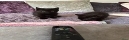 British Shorthair cats for sale: 2 beautiful black kittens  - Advert 8