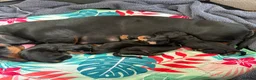 Miniature Dachshund dogs for sale: Mini dachshund  in Prestonpans - Advert 2
