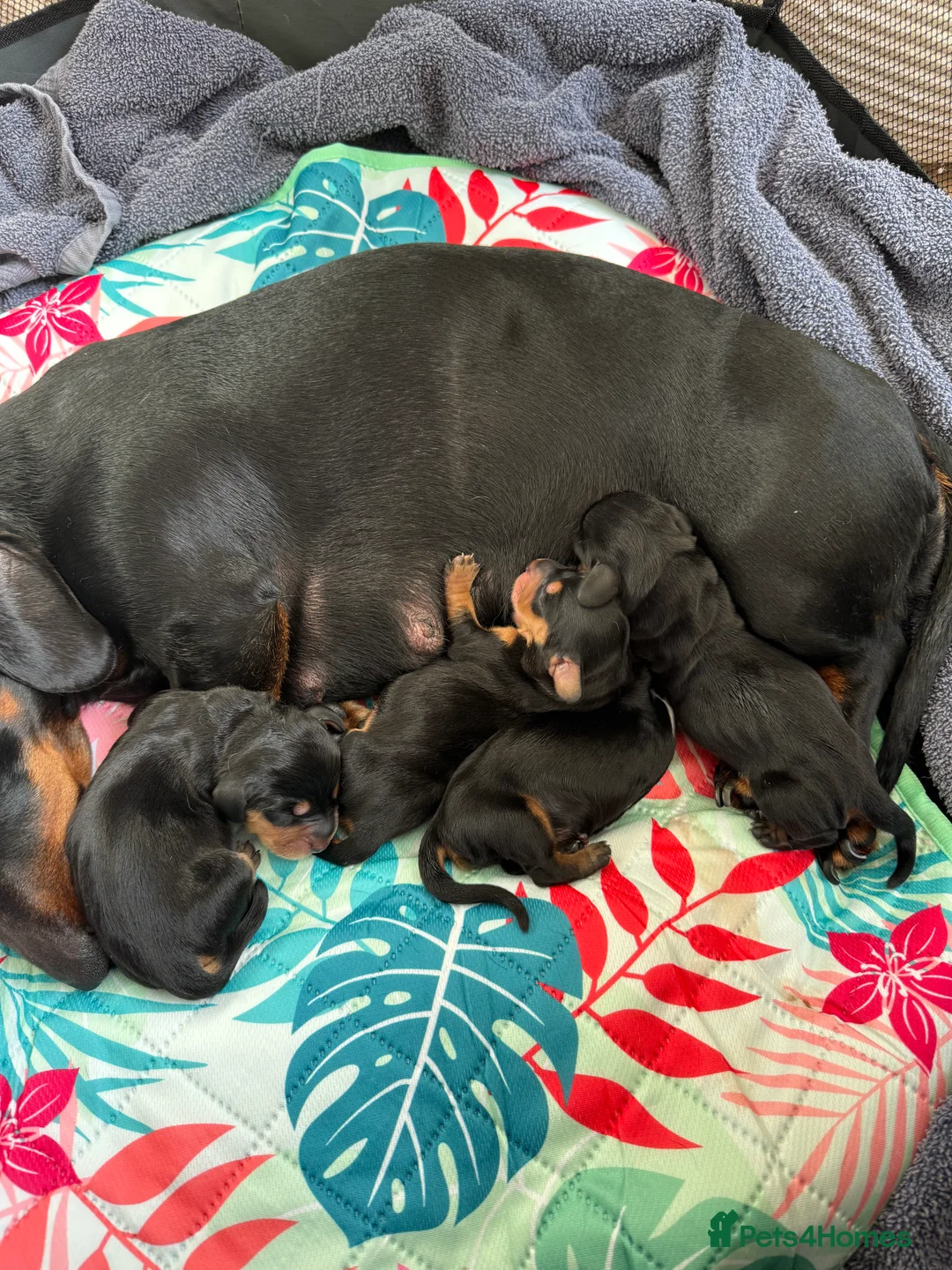 Miniature Dachshund dogs for sale: Mini dachshund  in Prestonpans - Advert 2