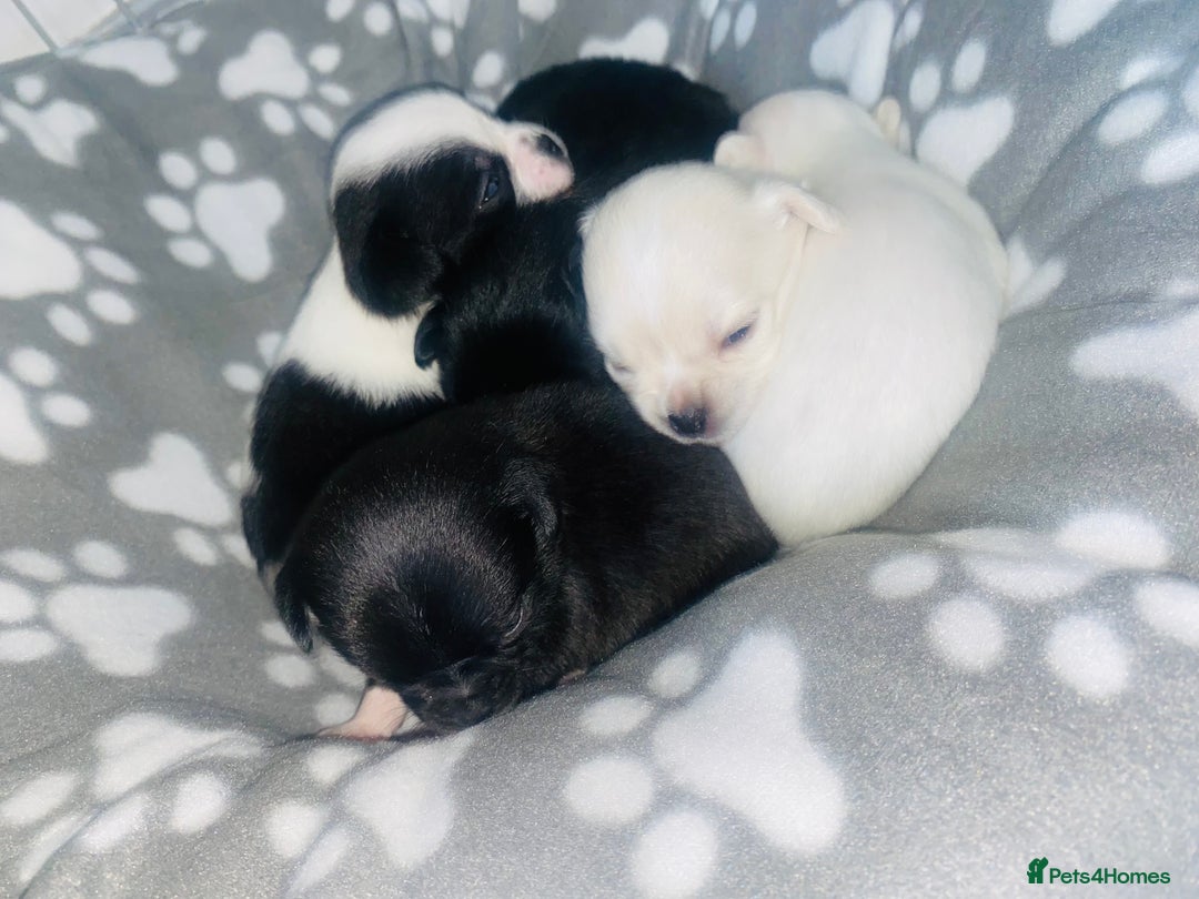 Chug dogs for sale: Chug puppies - Image 8