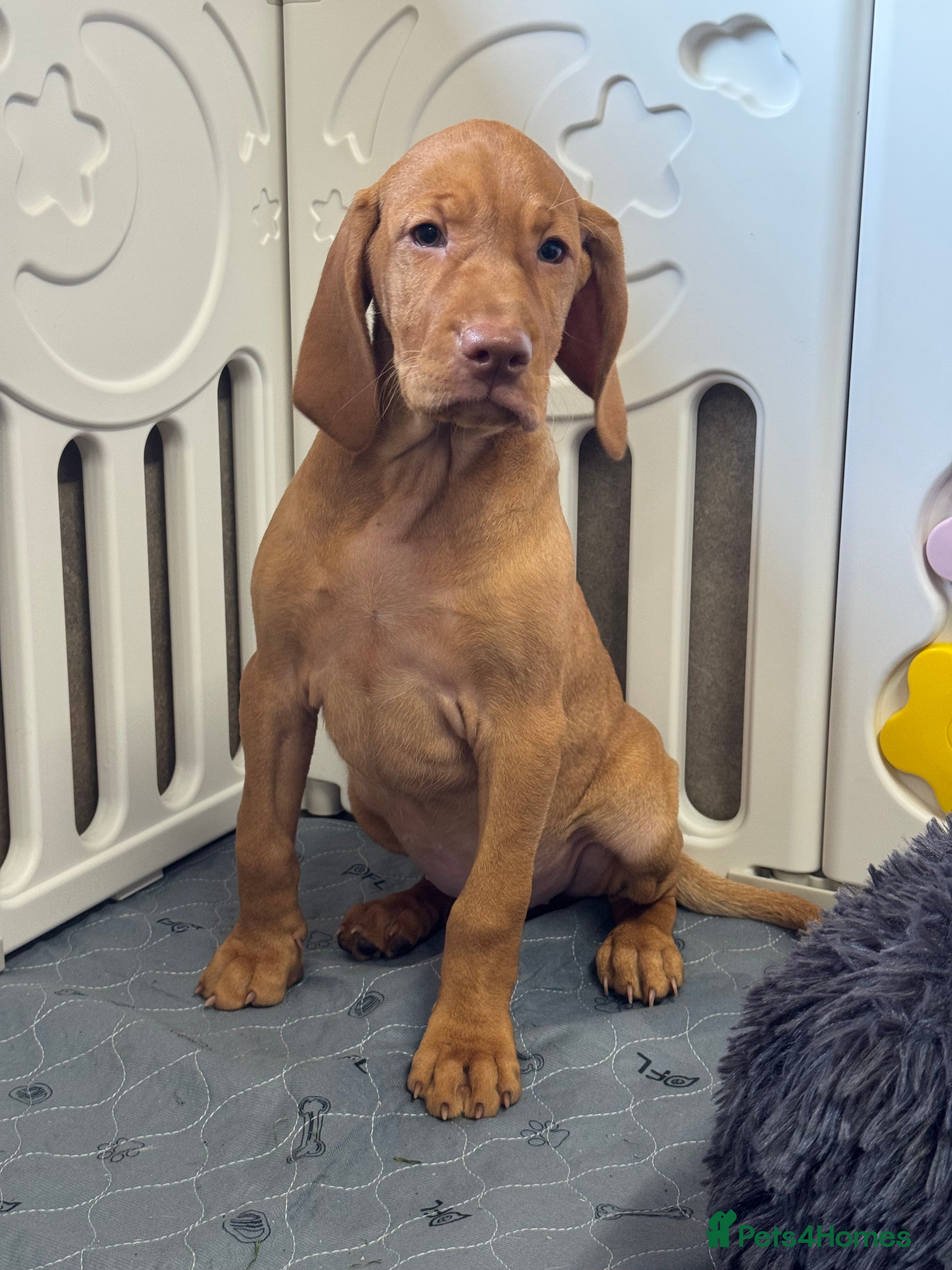 Hungarian Vizsla dogs TRUE HUNGARIAN VIZSLA PUPPIES  - Advert 2