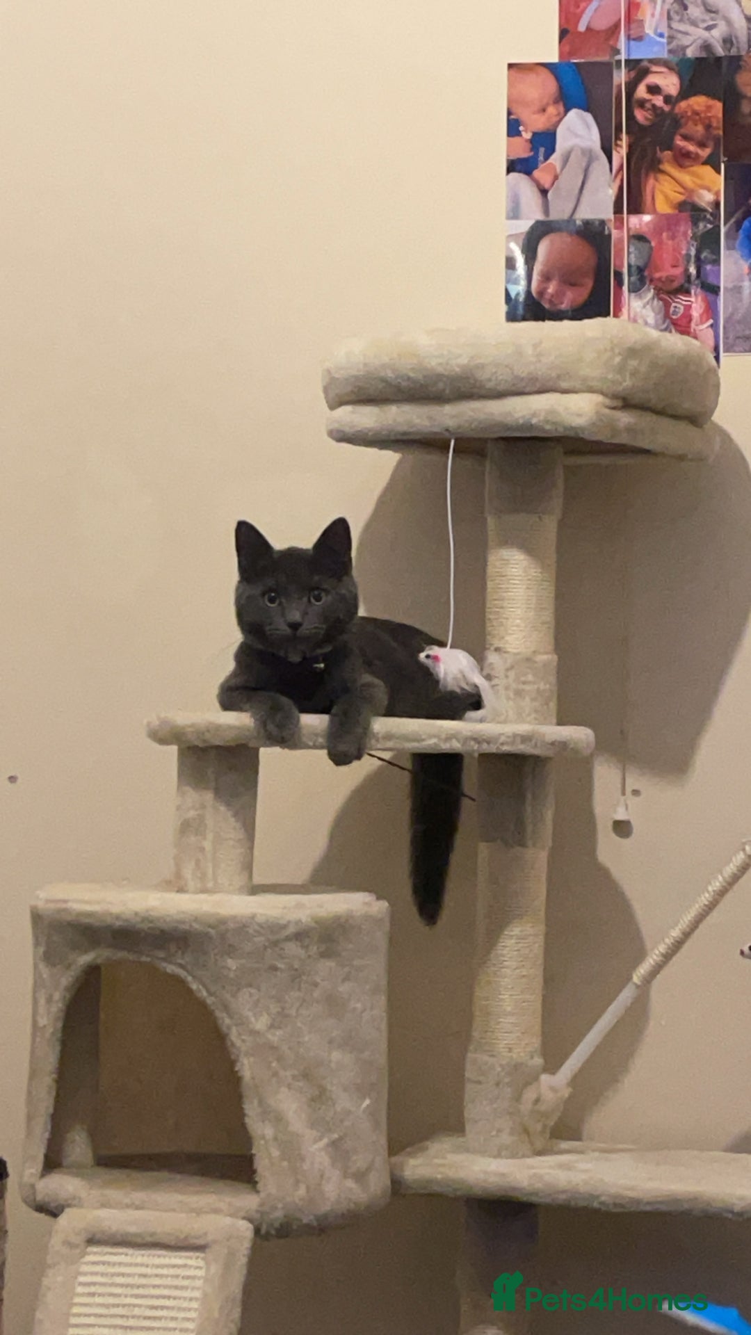 British Shorthair cats for sale: British shorthair - Ash  - Advert 8