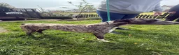 Mixed Breed dogs for sale: Whippet x lurcher pups in Stanley - Advert 29