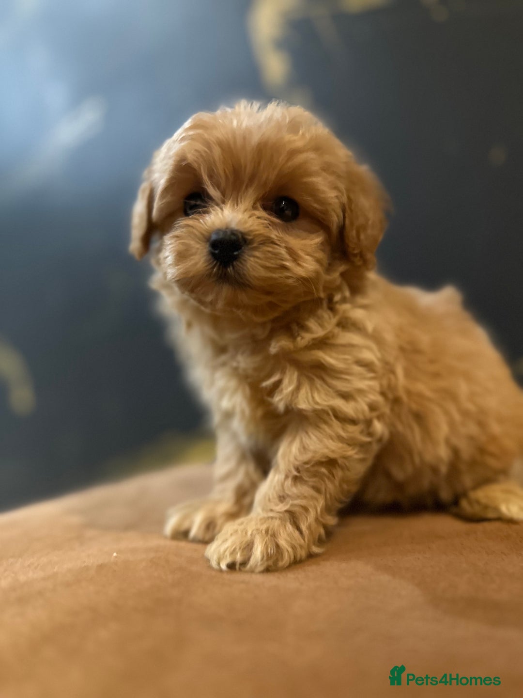 Maltipoo dogs for sale: Gourgeous toy maltipoo puppies❤️ - Image 8