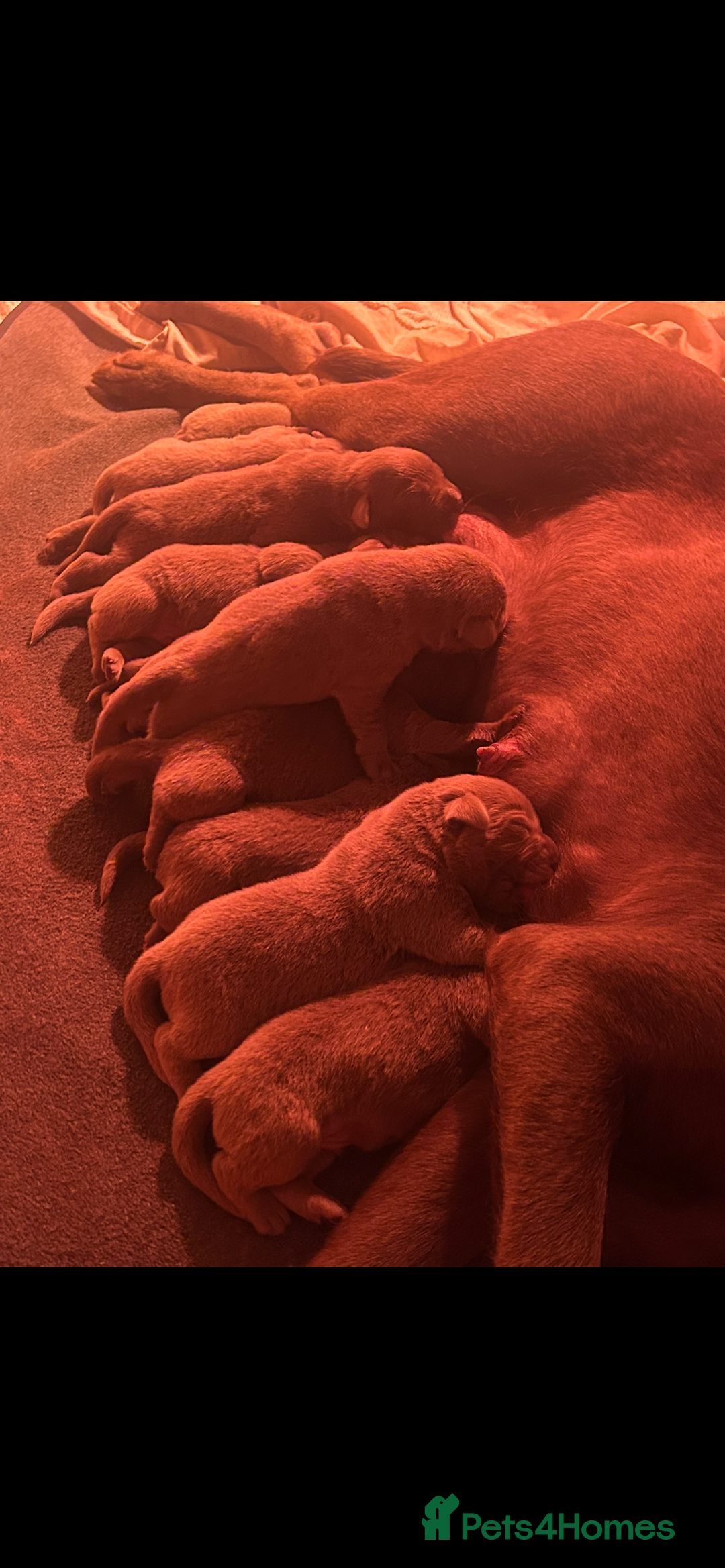 Labrador Retriever dogs for sale:  Silver Labrador retriver - Advert 4