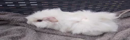 Guinea Pig rodents for sale: Baby & Adults sows available  - Advert 3