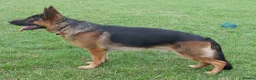 German Shepherd dogs for stud: KC REG FULLY HEALTH TESTED STUD ,  - Advert 2