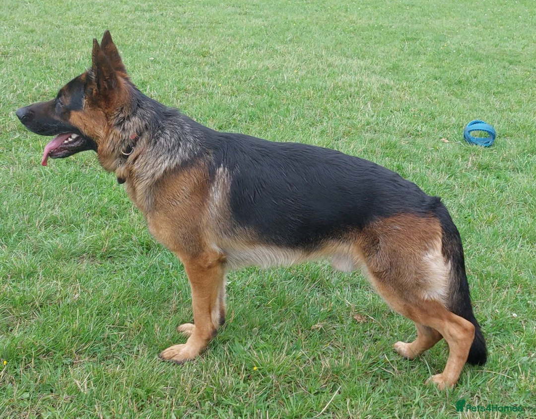 German Shepherd dogs for stud: KC REG FULLY HEALTH TESTED STUD ,  - Advert 2