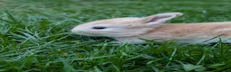 Mini Lop rabbits for sale: Beautiful friendly Mini Lops - Advert 4
