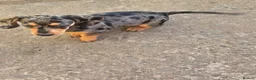 Miniature Dachshund dogs for sale: 2 gorgeous wee girls available - Advert 3