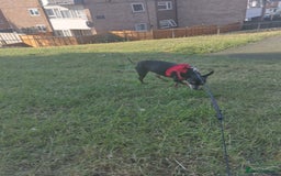 Miniature Pinscher dogs for sale: Help me to find home  - Image 3