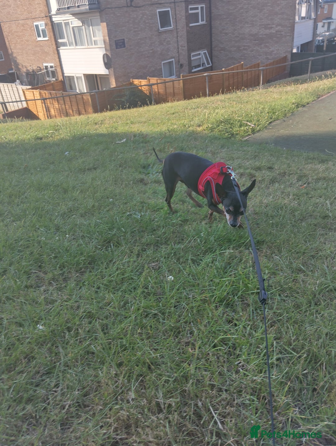 Miniature Pinscher dogs for sale: Help me to find home  - Image 3