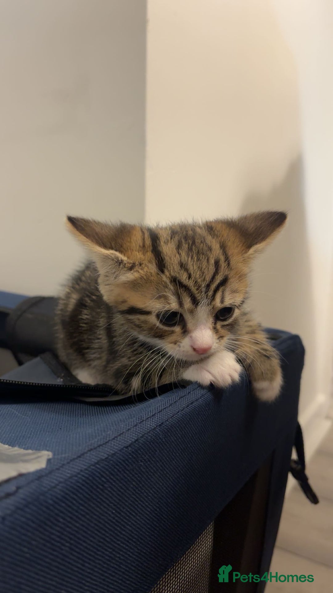 American Shorthair cats for sale: Kittens for Sale - Advert 16