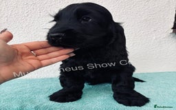 Cocker Spaniel dogs for sale: READY NOW Last boy, import line show cockers - Image 17