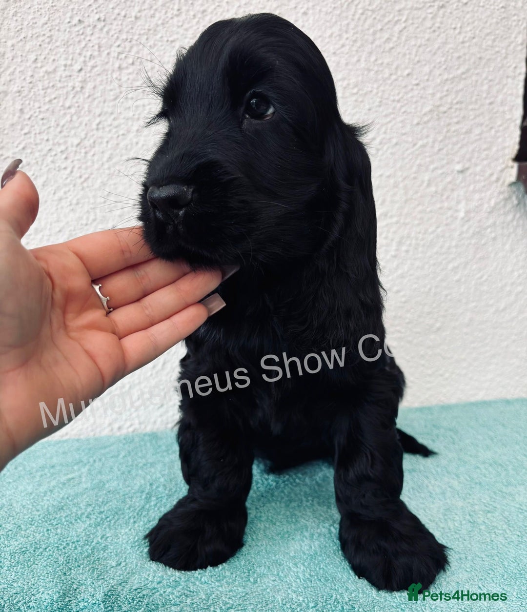 Cocker Spaniel dogs for sale: READY NOW Last boy, import line show cockers - Image 17