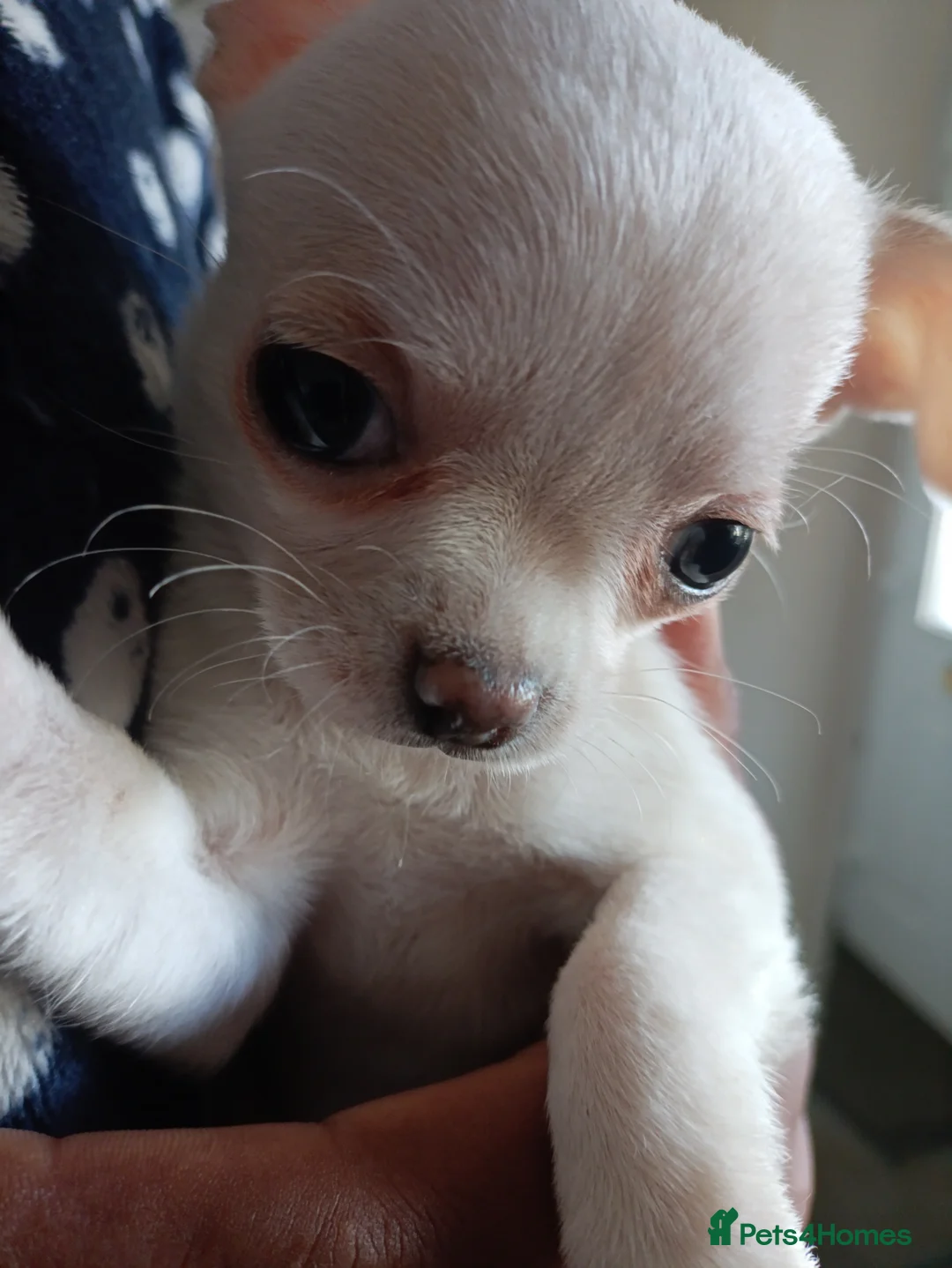 Chihuahua dogs for sale: please read description - Advert 13
