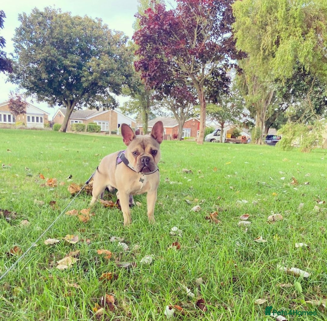 French Bulldog dogs for sale: Frenchie Narla  - Image 3